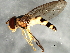  ( - 08TTML-1919)  @13 [ ] CreativeCommons - Attribution (2010) CBG Photography Group Centre for Biodiversity Genomics