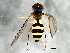  ( - 08TTML-1958)  @13 [ ] CreativeCommons - Attribution (2010) CBG Photography Group Centre for Biodiversity Genomics