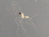  ( - 08TTML-2078)  @13 [ ] CreativeCommons - Attribution (2010) CBG Photography Group Centre for Biodiversity Genomics