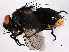  ( - 08TTML-2331)  @13 [ ] CreativeCommons - Attribution (2010) CBG Photography Group Centre for Biodiversity Genomics
