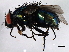  ( - 08TTML-2341)  @13 [ ] CreativeCommons - Attribution (2010) CBG Photography Group Centre for Biodiversity Genomics