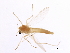  ( - 08TTML-2466)  @13 [ ] CreativeCommons - Attribution (2010) CBG Photography Group Centre for Biodiversity Genomics