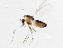  (Cricotopus sp. 23ES - 08TTML-2478)  @14 [ ] CreativeCommons - Attribution (2010) CBG Photography Group Centre for Biodiversity Genomics