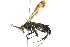  (Anoplius virginiensis - BIOUG00835-B05)  @15 [ ] CreativeCommons - Attribution (2011) CBG Photography Group Centre for Biodiversity Genomics