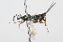  (Metapelmatidae - 08TTML-0330)  @15 [ ] CreativeCommons - Attribution (2009) Unspecified Centre for Biodiversity Genomics