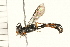  (Trypoxylon johnsoni - 08TTML-0172)  @14 [ ] CreativeCommons - Attribution (2008) Unspecified Centre for Biodiversity Genomics