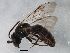  ( - BIOUG00827-B11)  @13 [ ] CreativeCommons - Attribution (2011) CBG Photography Group Centre for Biodiversity Genomics
