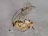  ( - BIOUG00827-C08)  @13 [ ] CreativeCommons - Attribution (2011) CBG Photography Group Centre for Biodiversity Genomics