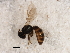  ( - BIOUG00827-H01)  @13 [ ] CreativeCommons - Attribution (2011) CBG Photography Group Centre for Biodiversity Genomics