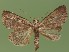  (Parastichtis ypsillon - FG101)  @13 [ ] Unspecified (default): All Rights Reserved  Unspecified Unspecified