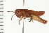  (Melanoplus bowditchi - 08BBORTH-0257)  @14 [ ] CreativeCommons - Attribution (2008) Unspecified Centre for Biodiversity Genomics