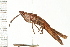  ( - 08BBORTH-0259)  @13 [ ] CreativeCommons - Attribution (2008) Unspecified Centre for Biodiversity Genomics