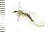  ( - 08BBNEU-007)  @13 [ ] CreativeCommons - Attribution (2008) Unspecified Centre for Biodiversity Genomics