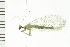  ( - 08BBNEU-030)  @13 [ ] CreativeCommons - Attribution (2008) Unspecified Centre for Biodiversity Genomics