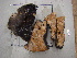  (Spongia - SPN13-023)  @11 [ ] CreativeCommons - Attribution Non-Commercial Share-Alike (2013) SAIAB SAIAB