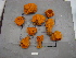  (Cyamoninae - SPN13-025)  @11 [ ] CreativeCommons - Attribution Non-Commercial Share-Alike (2013) SAIAB SAIAB