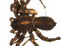  ( - 01-KADIR-C11)  @12 [ ] CreativeCommons - Attribution  Gergin Blagoev, Centre for Biodiversity Genomics Centre for Biodiversity Genomics