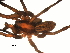  (Lycosa praegrandis - 01-KADIR-G11)  @13 [ ] CreativeCommons - Attribution  Gergin Blagoev, Centre for Biodiversity Genomics Centre for Biodiversity Genomics