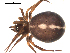  ( - 02-KADIR-A06)  @13 [ ] CreativeCommons - Attribution  Gergin Blagoev, Centre for Biodiversity Genomics Centre for Biodiversity Genomics