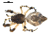  ( - 03-KADIR-A07)  @12 [ ] CreativeCommons - Attribution  Gergin Blagoev, Centre for Biodiversity Genomics Centre for Biodiversity Genomics