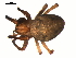  ( - 03-KADIR-B09)  @13 [ ] CreativeCommons - Attribution  Gergin Blagoev, Centre for Biodiversity Genomics Centre for Biodiversity Genomics