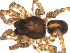  ( - 03-KADIR-D05)  @13 [ ] CreativeCommons - Attribution  Gergin Blagoev, Centre for Biodiversity Genomics Centre for Biodiversity Genomics