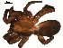  ( - 03-KADIR-D12)  @13 [ ] CreativeCommons - Attribution  Gergin Blagoev, Centre for Biodiversity Genomics Centre for Biodiversity Genomics