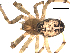  ( - 03-KADIR-E07)  @14 [ ] CreativeCommons - Attribution  Gergin Blagoev, Centre for Biodiversity Genomics Centre for Biodiversity Genomics