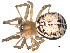  (Steatoda castanea - 03-KADIR-F03)  @14 [ ] CreativeCommons - Attribution  Gergin Blagoev, Centre for Biodiversity Genomics Centre for Biodiversity Genomics