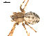  ( - 03-KADIR-F04)  @12 [ ] CreativeCommons - Attribution  Gergin Blagoev, Centre for Biodiversity Genomics Centre for Biodiversity Genomics