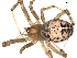  ( - 03-KADIR-F12)  @13 [ ] CreativeCommons - Attribution  Gergin Blagoev, Centre for Biodiversity Genomics Centre for Biodiversity Genomics