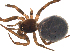  ( - 03-KADIR-G04)  @13 [ ] CreativeCommons - Attribution  Gergin Blagoev, Centre for Biodiversity Genomics Centre for Biodiversity Genomics
