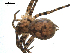  ( - 04-KADIR-G01)  @12 [ ] CreativeCommons - Attribution (2010) Gergin Blagoev, Centre for Biodiversity Genomics Centre for Biodiversity Genomics