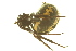  ( - 05-KADIR-A04)  @13 [ ] CreativeCommons - Attribution (2010) Gergin Blagoev, Centre for Biodiversity Genomics Centre for Biodiversity Genomics