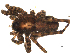  ( - 05-KADIR-F09)  @13 [ ] CreativeCommons - Attribution (2010) Gergin Blagoev, Centre for Biodiversity Genomics Centre for Biodiversity Genomics