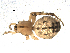  ( - 06-KADIR-A01)  @13 [ ] CreativeCommons - Attribution  Gergin Blagoev, Centre for Biodiversity Genomics Unspecified