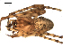  ( - 06-KADIR-A03)  @13 [ ] CreativeCommons - Attribution  Gergin Blagoev, Centre for Biodiversity Genomics Unspecified