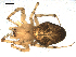  ( - 06-KADIR-A08)  @12 [ ] CreativeCommons - Attribution  Gergin Blagoev, Centre for Biodiversity Genomics Unspecified