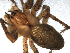  ( - 06-KADIR-B01)  @13 [ ] CreativeCommons - Attribution  Gergin Blagoev, Centre for Biodiversity Genomics Unspecified