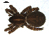 ( - 06-KADIR-B12)  @13 [ ] CreativeCommons - Attribution  Gergin Blagoev, Centre for Biodiversity Genomics Unspecified