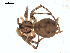  (Hersiliola - 06-KADIR-D01)  @12 [ ] CreativeCommons - Attribution  Gergin Blagoev, Centre for Biodiversity Genomics Unspecified