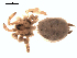  ( - 06-KADIR-D03)  @12 [ ] CreativeCommons - Attribution  Gergin Blagoev, Centre for Biodiversity Genomics Unspecified