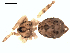  ( - 06-KADIR-D05)  @12 [ ] CreativeCommons - Attribution  Gergin Blagoev, Centre for Biodiversity Genomics Unspecified