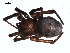  ( - 06-KADIR-G06)  @12 [ ] CreativeCommons - Attribution  Gergin Blagoev, Centre for Biodiversity Genomics Unspecified