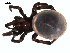  ( - 06-KADIR-G08)  @12 [ ] CreativeCommons - Attribution  Gergin Blagoev, Centre for Biodiversity Genomics Unspecified