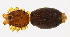  (Prodidomus amaranthinus - BIOUG00517-G08)  @11 [ ] Copyright  G. Blagoev 2010 Unspecified