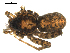  ( - BGSPI-02-C11)  @12 [ ] CreativeCommons - Attribution  Gergin Blagoev, Centre for Biodiversity Genomics Centre for Biodiversity Genomics