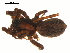  ( - BGSPI-02-C12)  @12 [ ] CreativeCommons - Attribution  Gergin Blagoev, Centre for Biodiversity Genomics Centre for Biodiversity Genomics