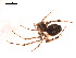  (Theridion mystaceum - BIOUG00174-A07)  @13 [ ] Copyright  G. Blagoev 2010 Unspecified