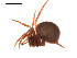  (Pholcomma - BIOUG00174-C02)  @13 [ ] Copyright  G. Blagoev 2010 Unspecified